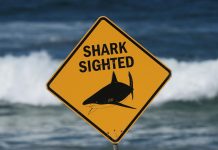 Spearfisher mauled in Australia’s second fatal shark attack in a week