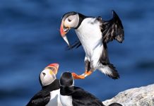 Changing the meaning of ‘harm’ in the Endangered Species Act will harm endangered species
