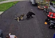 WATCH: Dog honored after protecting boy from bear attack