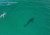 WATCH: 10-foot great white shark stalks swimmers off Southern California