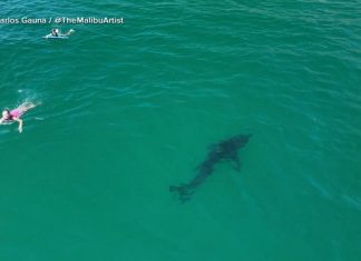 WATCH: 10-foot great white shark stalks swimmers off Southern California