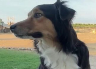 WATCH: Dog reunited with family after 10 days