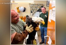 WATCH: Internet-famous Jackie the eagle recovering after fight
