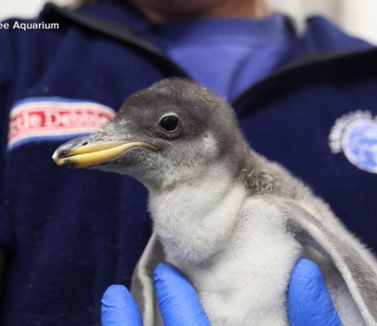 WATCH: New baby penguin