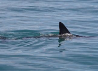 WATCH: Man says he was bitten by shark wading in water near Daytona Beach, Florida