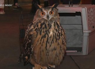 WATCH: Escaped NYC owl Flaco gets tribute in new documentary