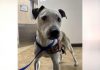 WATCH: Happy ending for runaway dog found in train tunnel