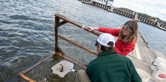 A strange transmissible cancer is spreading through the catfish in this lake