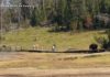 WATCH: Bison charges at child in Yellowstone