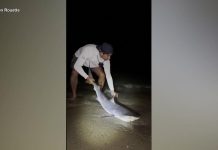 WATCH: Tiger shark caught in New England waters sparks concern