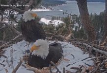 WATCH: How Jackie the bald eagle brought millions of people together