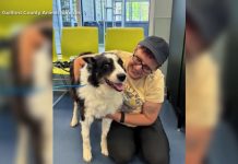 WATCH: Lost dog reunited with family after 1,000-mile journey