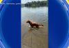 WATCH: Dog days of summer