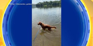 WATCH: Dog days of summer