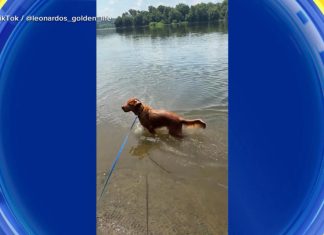 WATCH: Dog days of summer