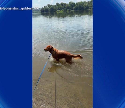 WATCH: Dog days of summer
