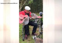 WATCH: Why 1 man is serenading animals across the globe