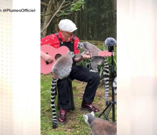 WATCH: Why 1 man is serenading animals across the globe