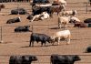 How Trump’s beef plan, tariffs risk alienating farmers, GOP voters