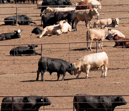 How Trump’s beef plan, tariffs risk alienating farmers, GOP voters