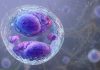 1st deaths in cyclosporiasis outbreak reported in Michigan as cases surpass 11,000
