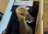 WATCH: Heroic goose warns family of fire