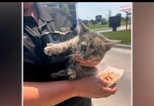 WATCH: Kitten adopted after being rescued from car grille