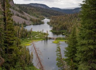 Trump admin moves to allow logging and construction in national forests