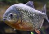 Boy catches piranha at Pennsylvania lake