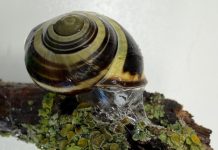 Sticky or slippery? Snails can change their slime to meet the moment