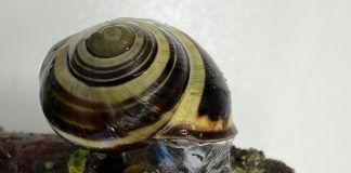 Sticky or slippery? Snails can change their slime to meet the moment