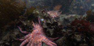 Billions of sea stars have died. A Northwest tribe is trying to save the species