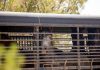 Federal government thins the herds of wild horses in Colorado