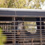 Federal government thins the herds of wild horses in Colorado