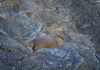 Exclusive: Meet the inaugural winner of Fat Marmot Week