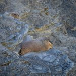 Exclusive: Meet the inaugural winner of Fat Marmot Week