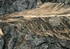 A fossil feather from the age of dinosaurs may explain why only some birds survived This fossilized feather dates back 66 million years to the late Cretaceous. "It is, without a doubt, the best feather we