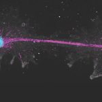This ‘fire amoeba’ pushes the limit of what’s possible for complex life Introducing Incendiamoeba cascadensis, which translates to "fire amoeba of the Cascade mountain range." This single-celled organism can replicate at temperatures up to 145°F, a new record for a complex organism.