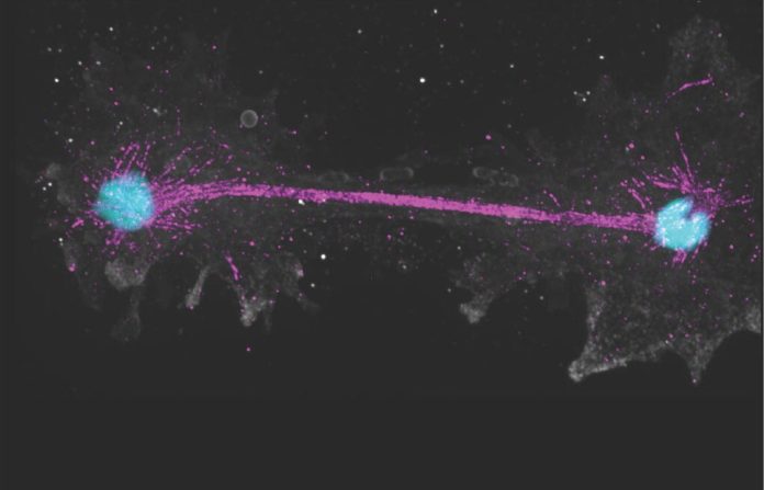 Introducing Incendiamoeba cascadensis, which translates to "fire amoeba of the Cascade mountain range." This single-celled organism can replicate at temperatures up to 145°F, a new record for a complex organism.