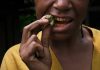 Ancient teeth pose a mystery: What made those strange grooves? A woman cracks the hull of a betel nut with her teeth to get to the meat to chew.