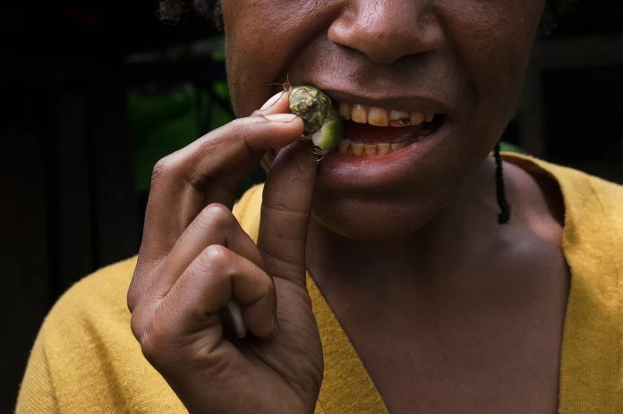 A woman cracks the hull of a betel nut with her teeth to get to the meat to chew.