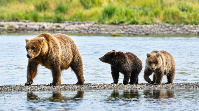 A mother bear and two cubs in Brooks River, where brown bears living in Katmai National Park and Preserve are entered into a tournament celebrating bears that have put on pounds to survive the winter.