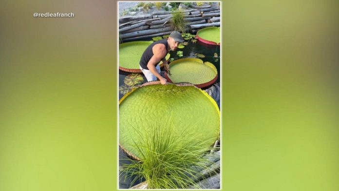 260902 gmafl lily pads1 hpmain 16x9 1600
