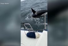 WATCH: Killer whale rams sailboat off the coast of Spain 260903 gma oquendo hpmain 16x9 1600