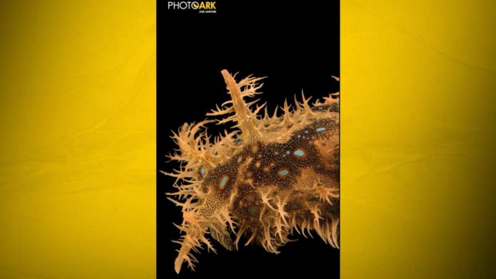 260904 gma3 nat geo hpmain 16x9 1600