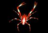 WATCH: Scientists discover dozens of new species in the Pacific 260907 gmafl ocean hpmain 16x9 1600