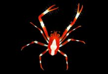 WATCH: Scientists discover dozens of new species in the Pacific 260907 gmafl ocean hpmain 16x9 1600