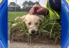 260912 gma play dog3 hpmain 16x9 1600