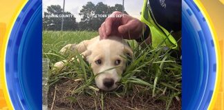 WATCH: Puppies rescued from beneath sidewalk 260912 gma play dog3 hpmain 16x9 1600