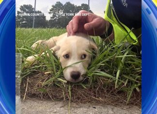 WATCH: Puppies rescued from beneath sidewalk 260912 gma play dog3 hpmain 16x9 1600